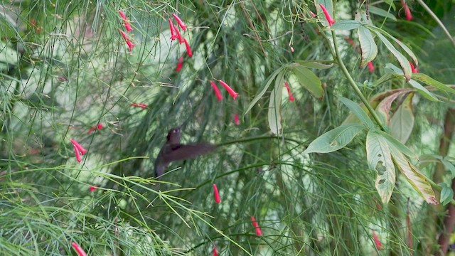 Colibrí Picolanza Mayor - ML589577071