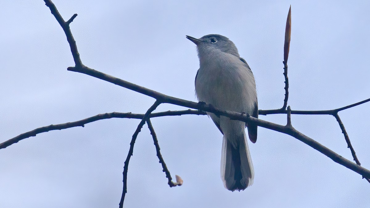 Blue-gray Gnatcatcher - ML589577531