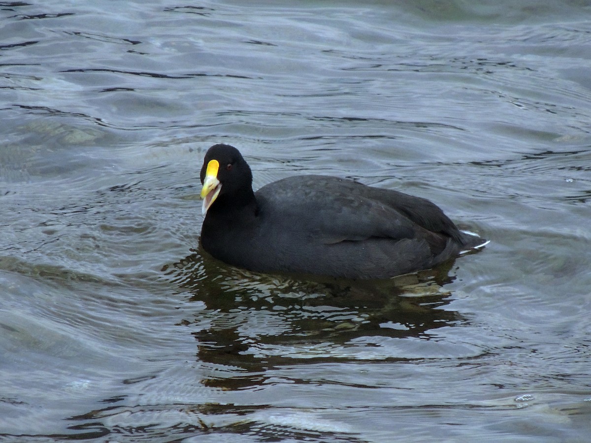 Foulque leucoptère - ML589577951