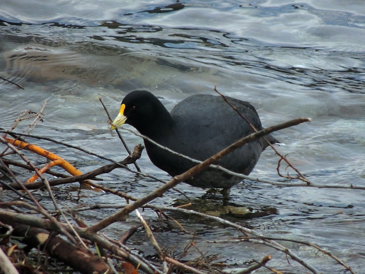 Foulque leucoptère - ML589577961