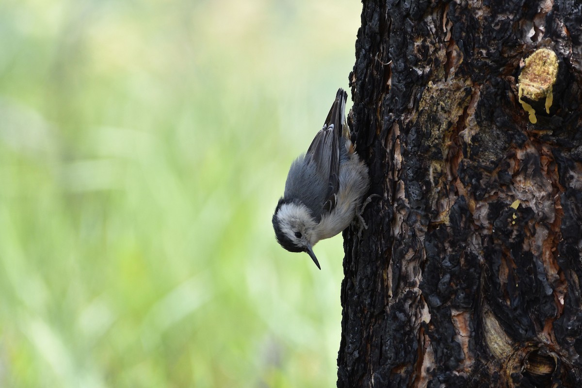 White-breasted Nuthatch - Sydney Gerig