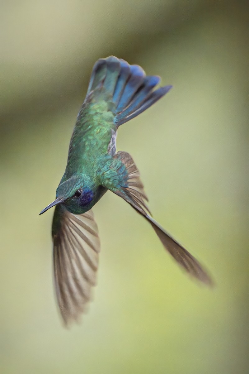 kolibřík modrouchý (ssp. cyanotus/crissalis) - ML589579771