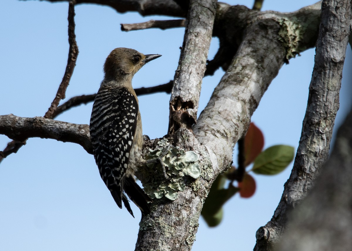 Red-crowned Woodpecker - ML589579951