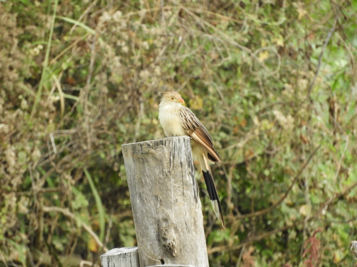 Guira Cuckoo - ML589580071