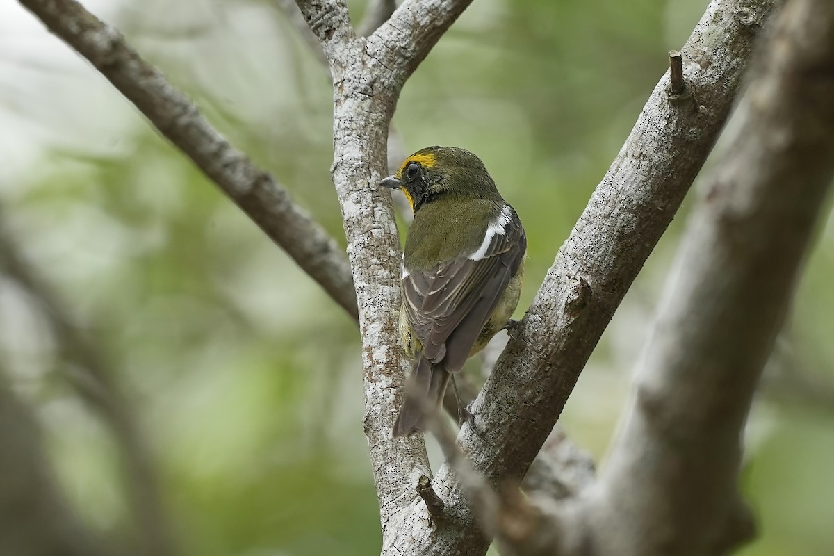 Papamoscas de las Ryukyu - ML589580491