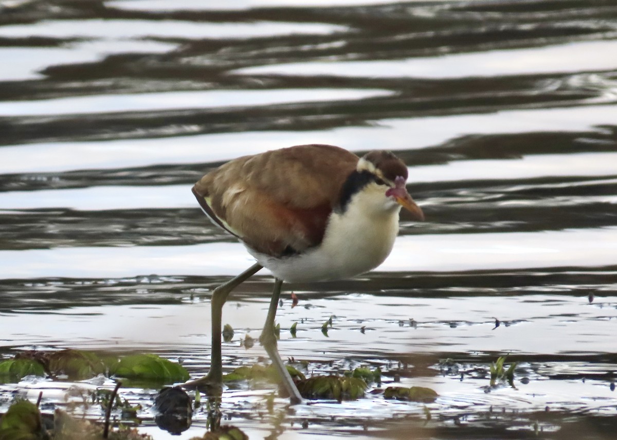 Wattled Jacana - ML589582011