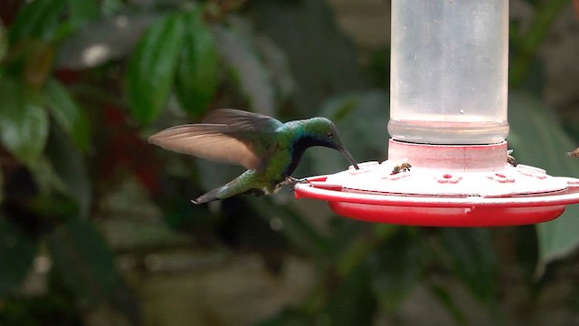 kolibřík tropický - ML589582471