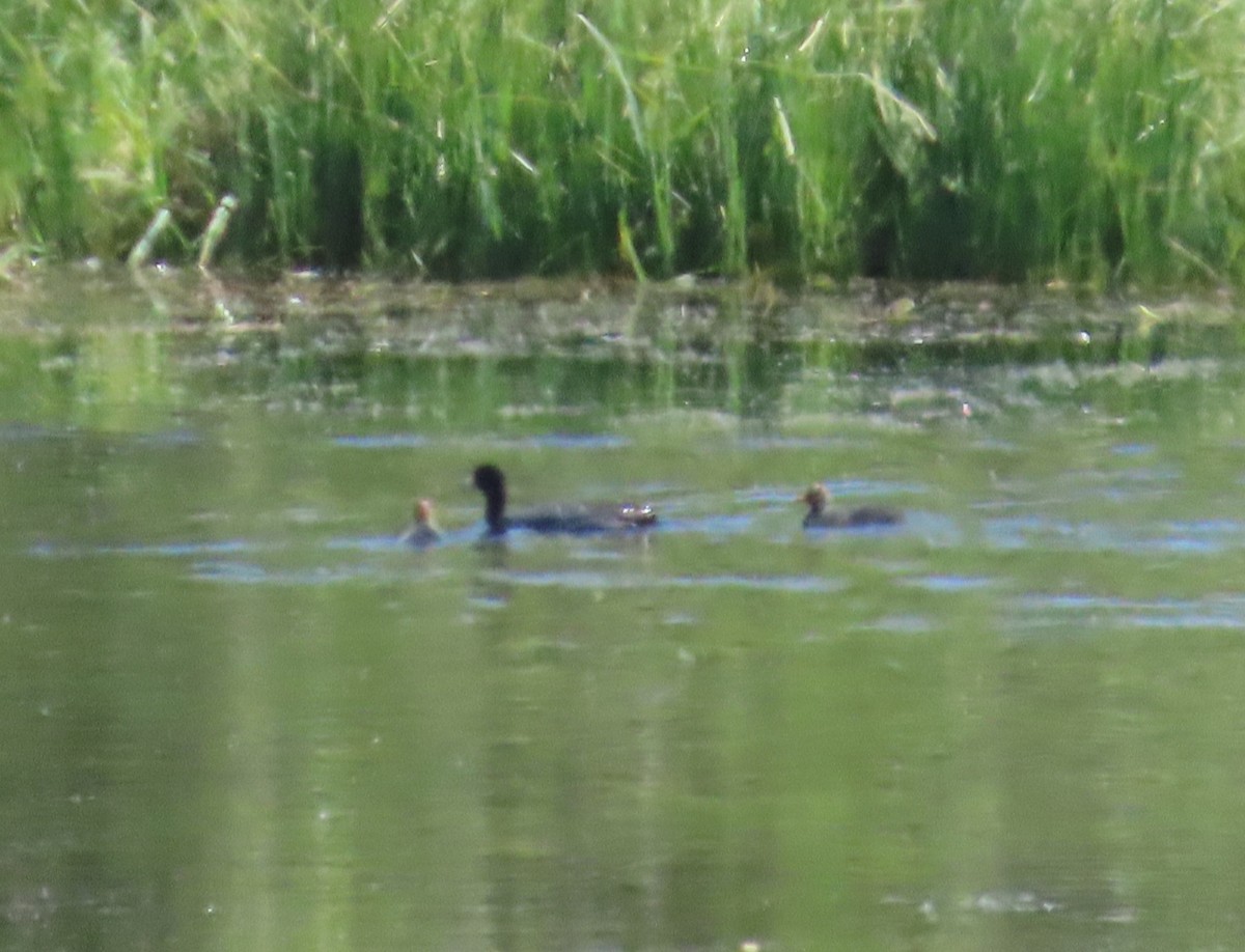 American Coot - Anonymous