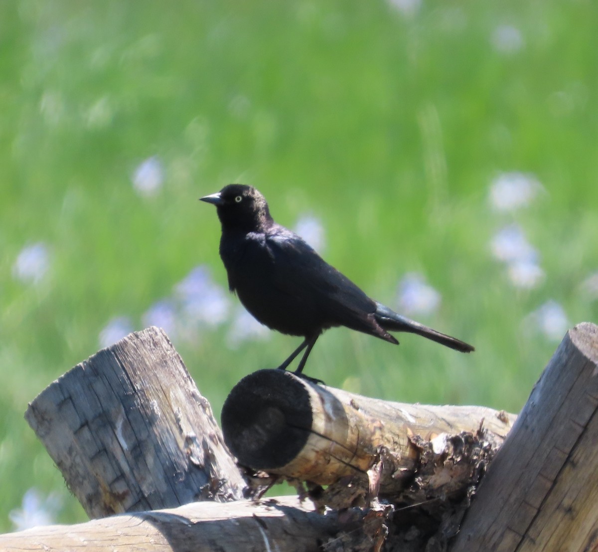 Brewer's Blackbird - The Spotting Twohees