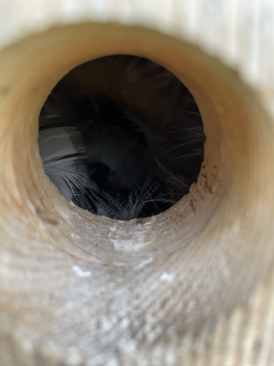 Tree Swallow - Sepi Yagoobian