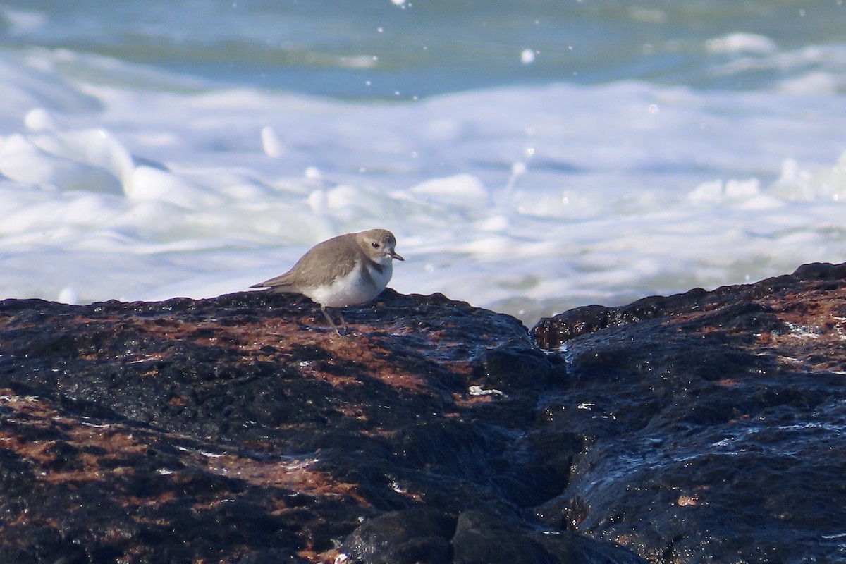 Two-banded Plover - ML589584801