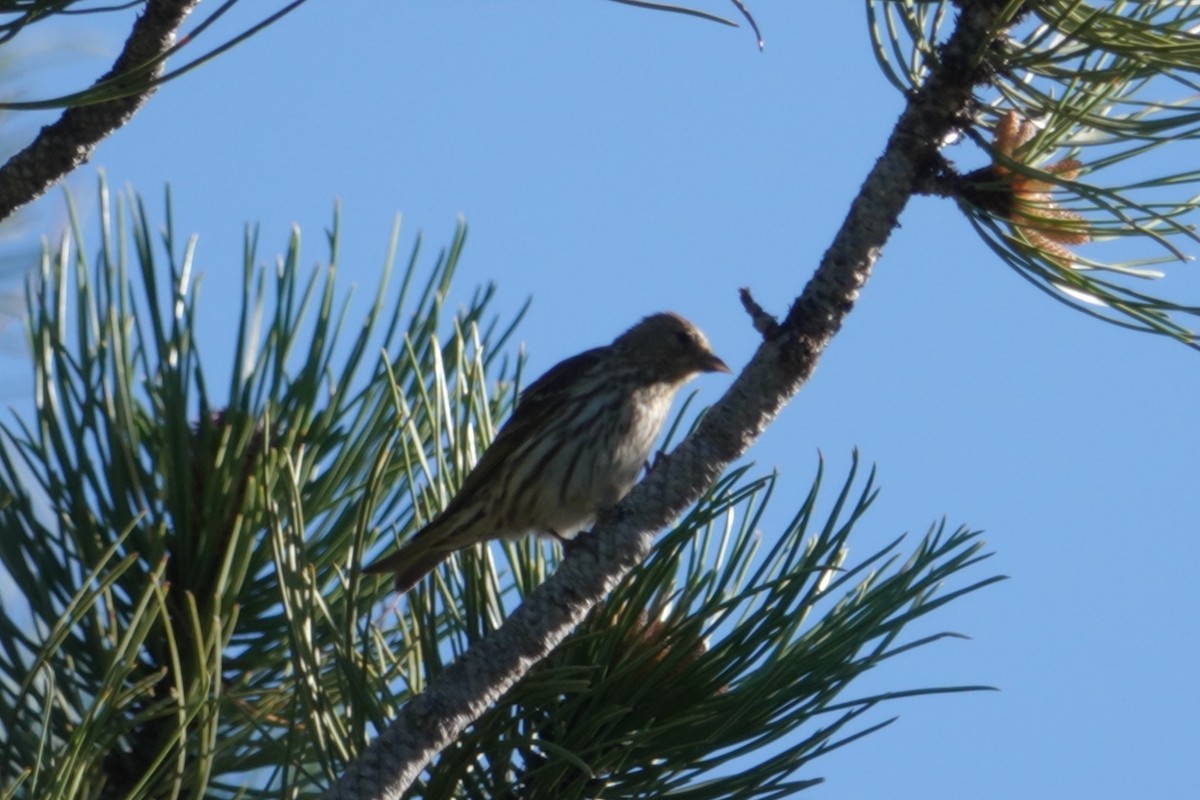 Pine Siskin - ML589585161
