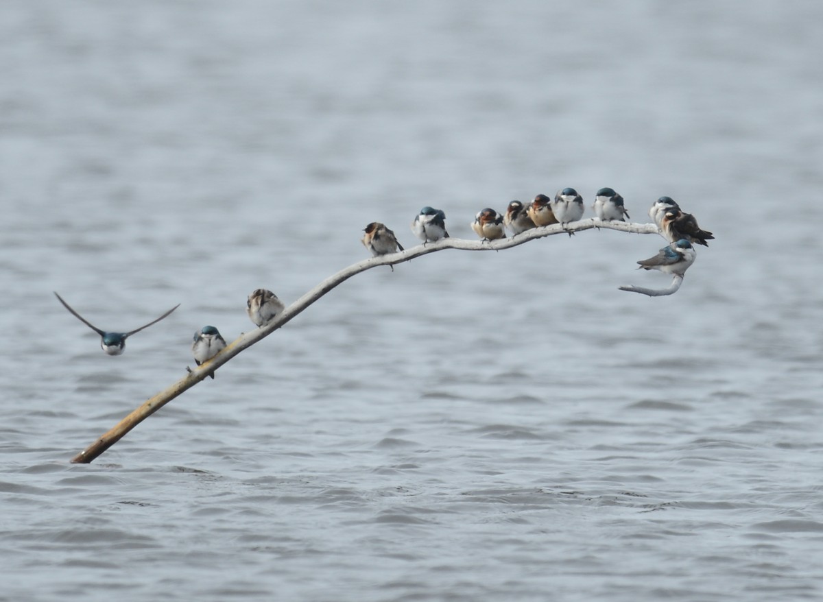 Cliff Swallow - ML58958541