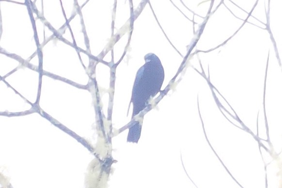 Black-bellied Cicadabird - ML589585471