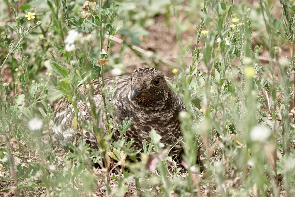 Pasifik Göknar Tavuğu - ML589586021