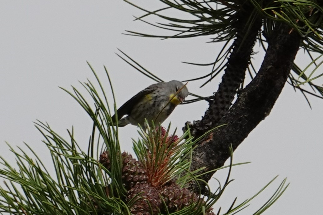 Yellow-rumped Warbler - ML589586261