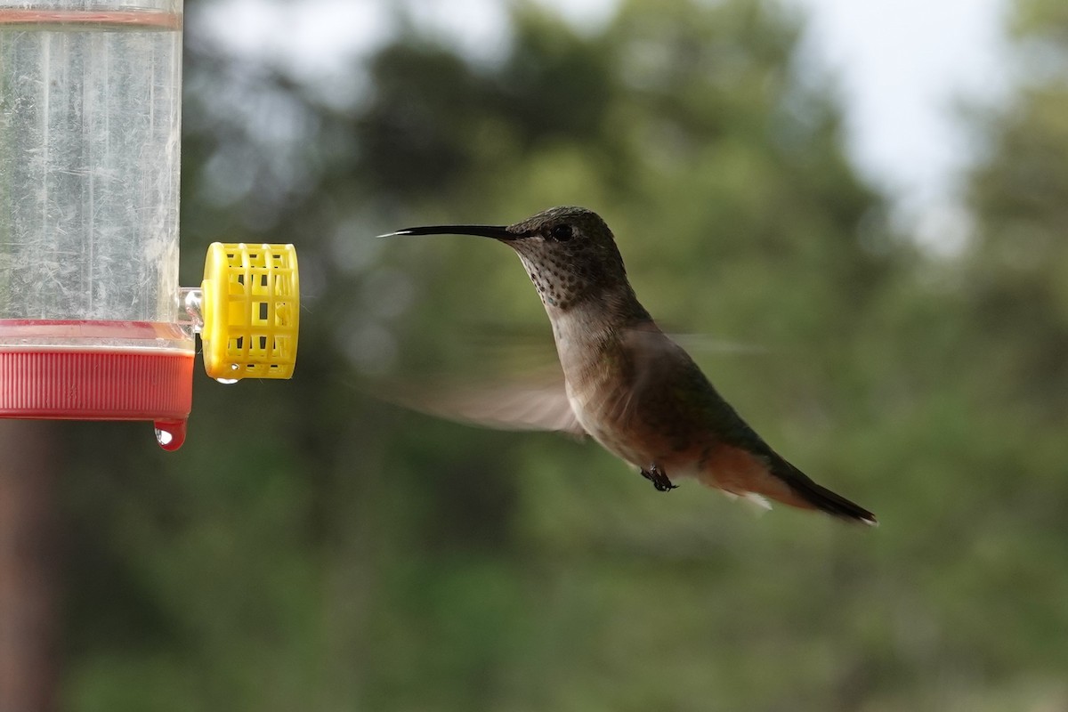 Broad-tailed Hummingbird - ML589586281