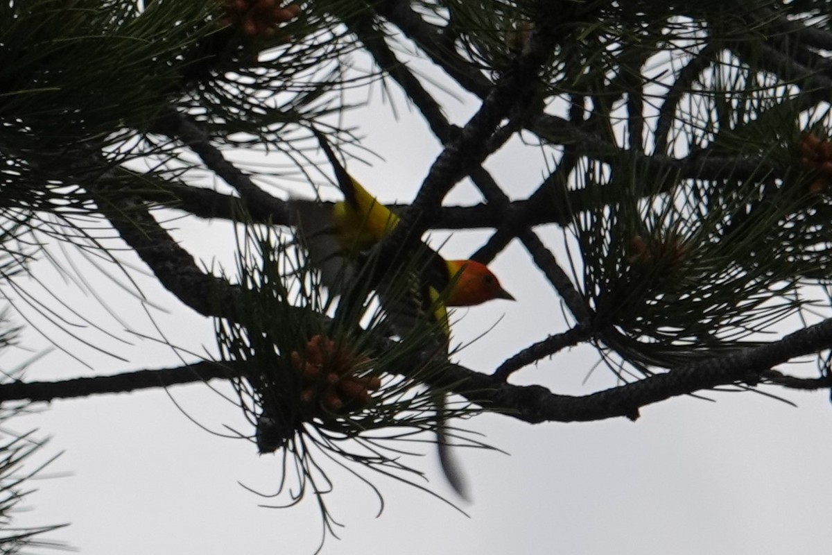 Western Tanager - ML589586301