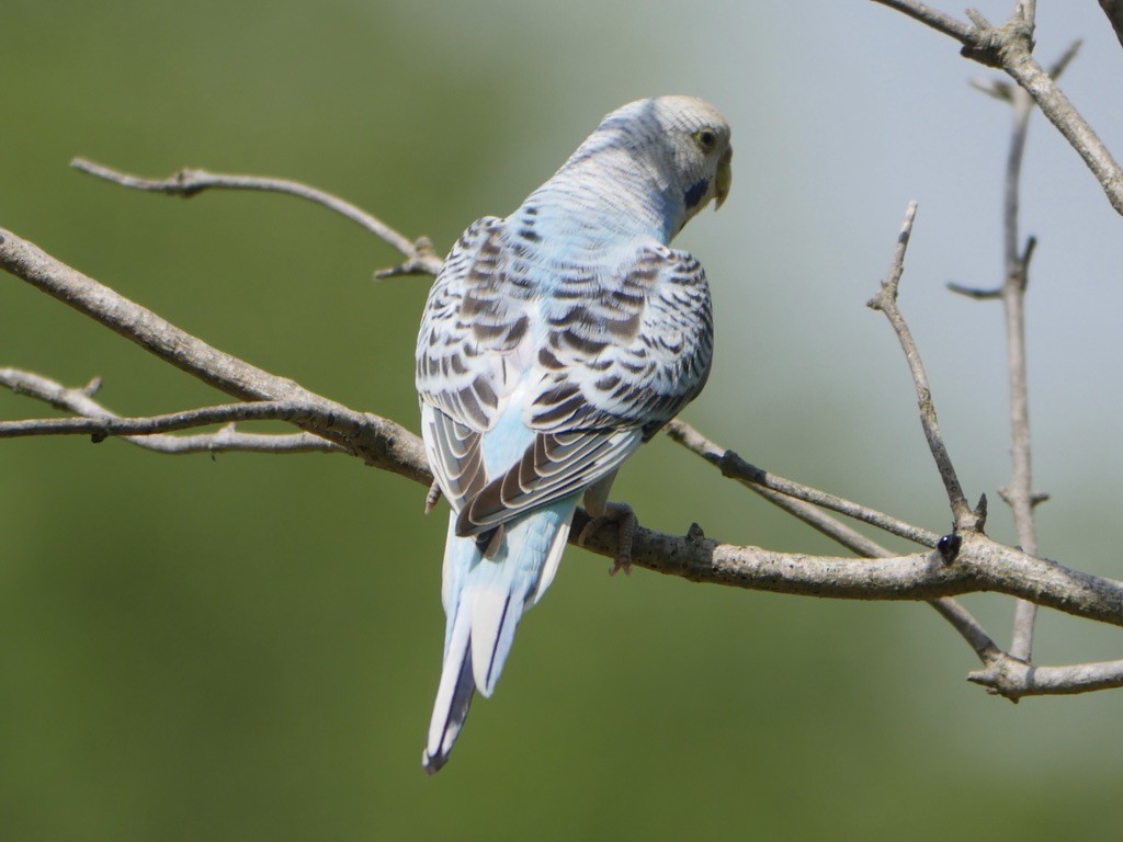 Budgerigar (Domestic type) - ML589586761