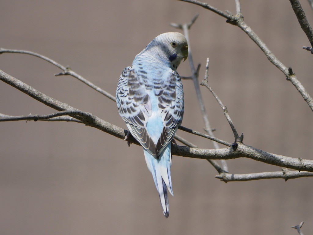 Budgerigar (Domestic type) - ML589586771