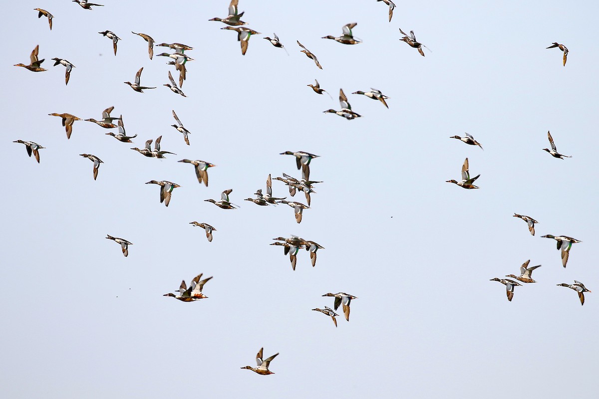 Northern Shoveler - Dave Beeke