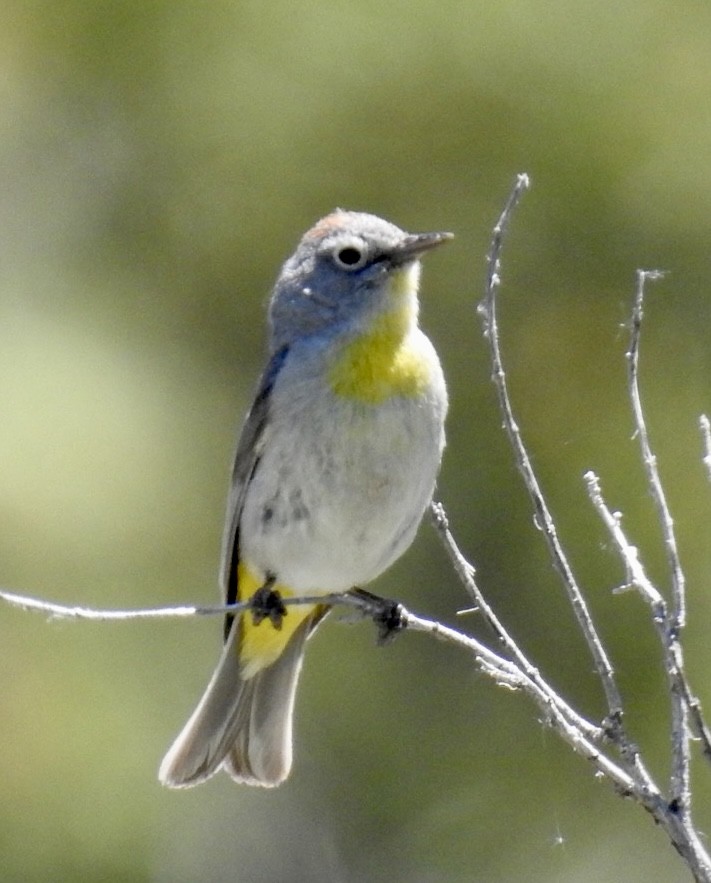 Gelbsteiß-Waldsänger - ML589587741