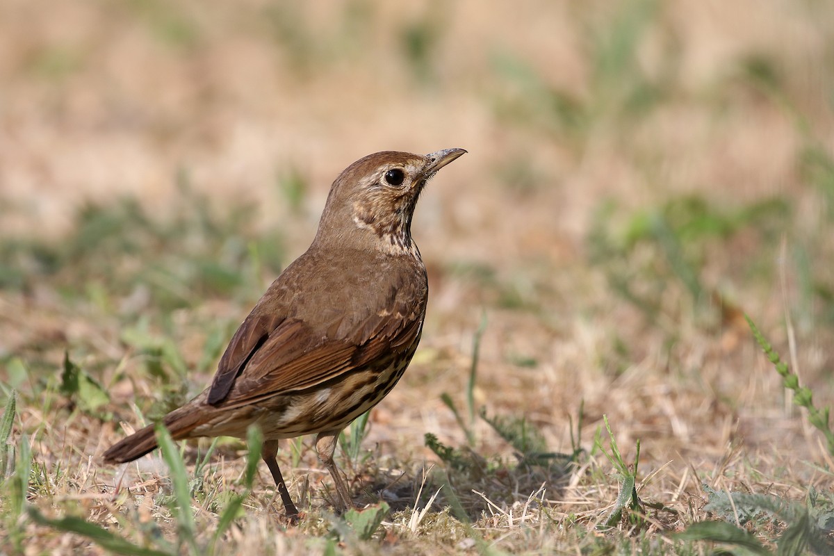 Song Thrush - ML589587991
