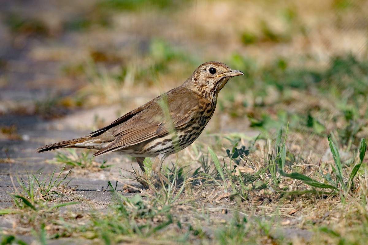 Song Thrush - ML589588001