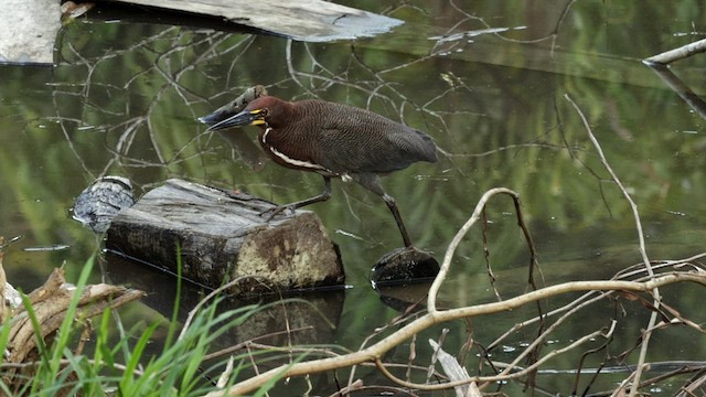 Rufescent Tiger-Heron - ML589588921