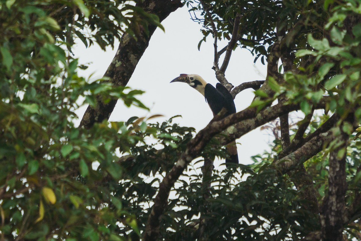 Visayan Hornbill - ML589589851