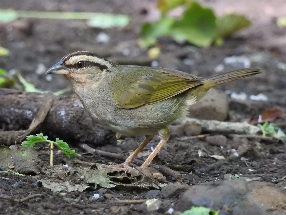 オリーブシトド（superciliosus グループ） - ML589593381