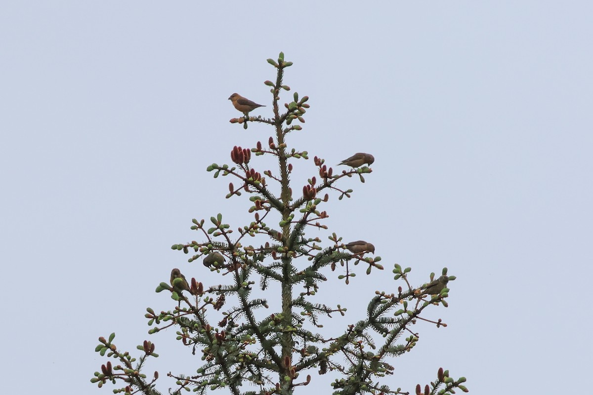 Red Crossbill - Anya Auerbach