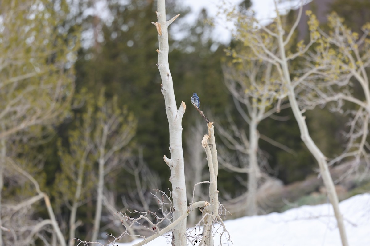 Mountain Bluebird - ML589595081