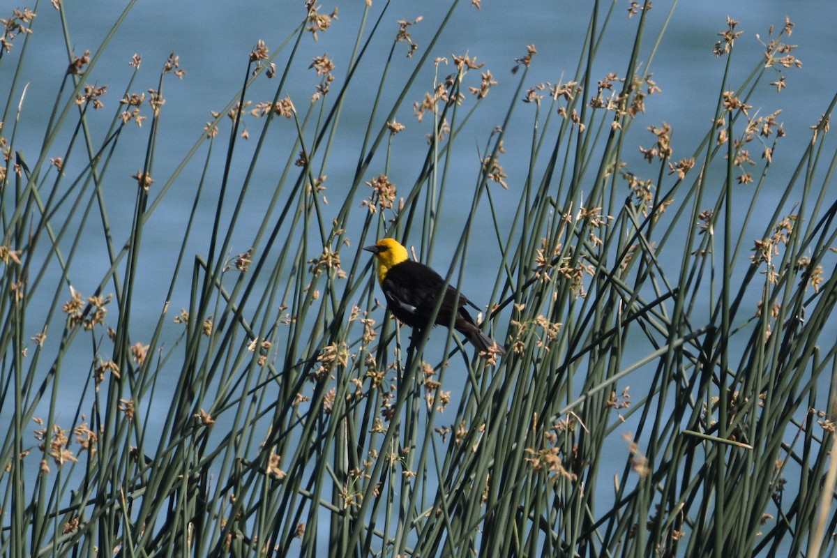 Yellow-headed Blackbird - ML589595291