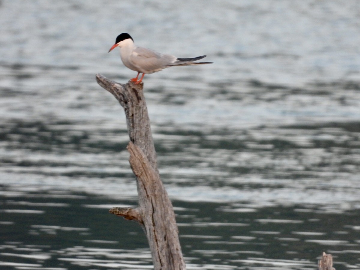 Common Tern - ML589595781
