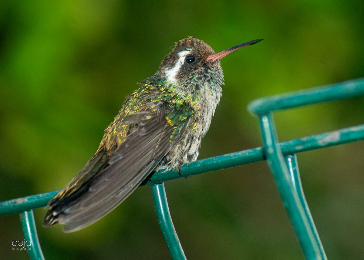 White-eared Hummingbird - ML589596161