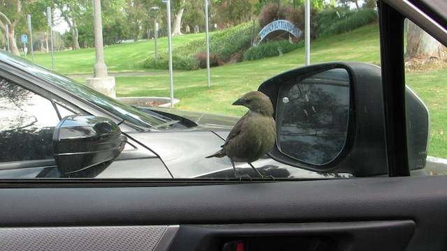 Brown-headed Cowbird - ML589596431