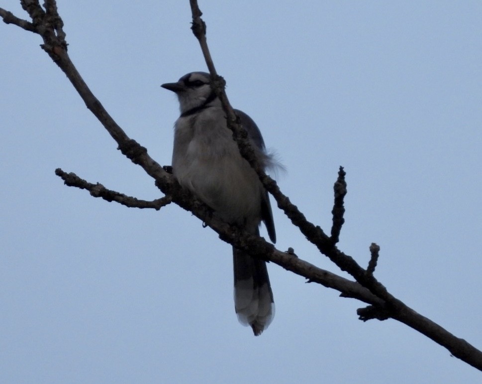 Blue Jay - ML589596471
