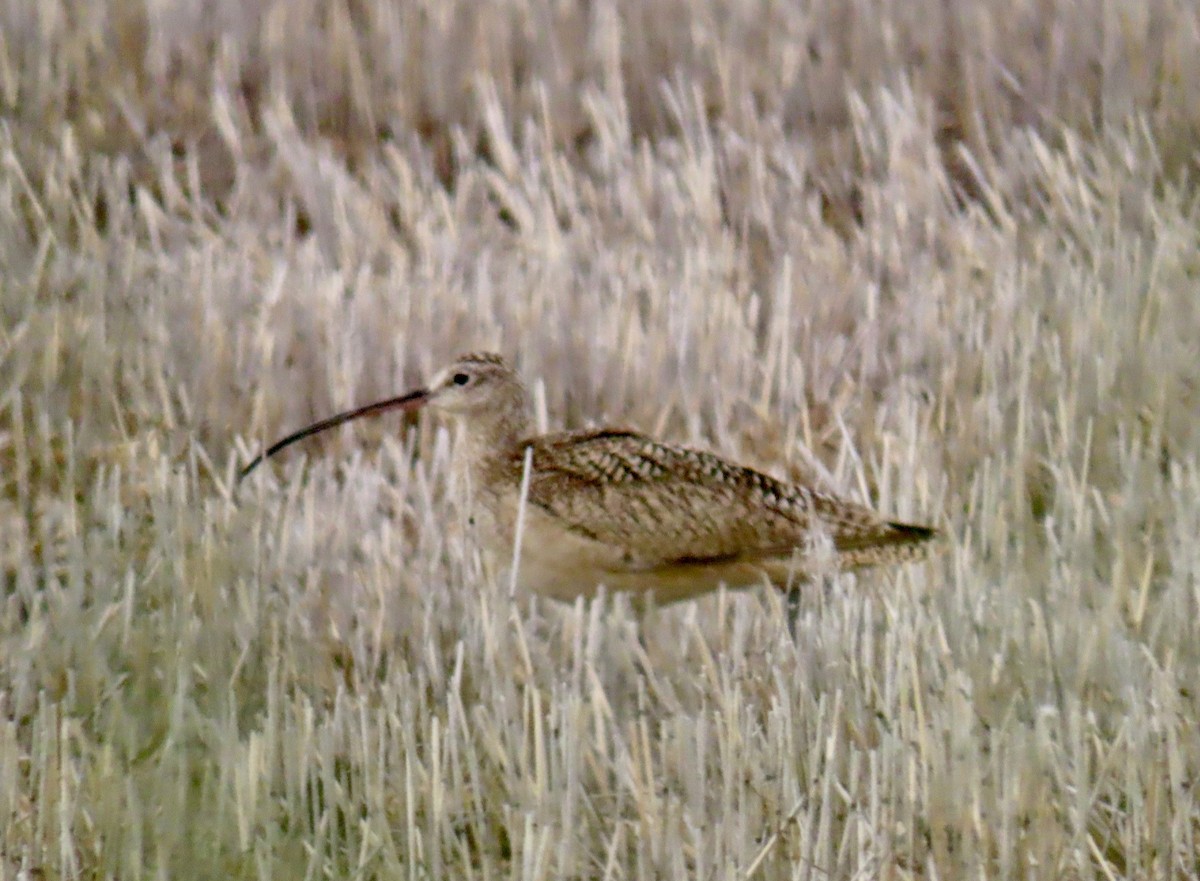 Long-billed Curlew - ML589596711