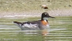 Red-necked Phalarope - ML58959681