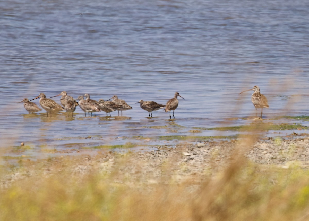 Marbled Godwit - Rachel Lawrence