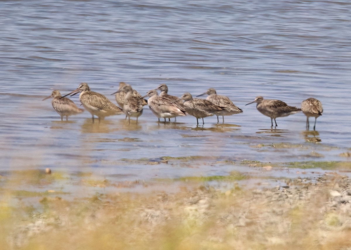 Willet - ML589596851