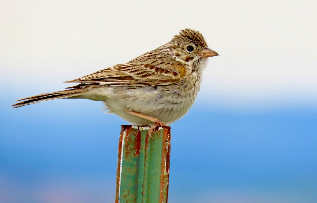 Vesper Sparrow - ML589597181