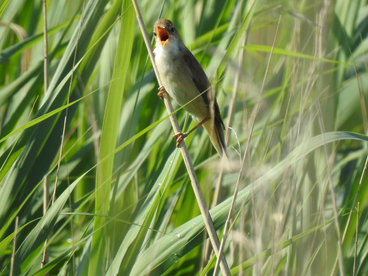 Common Reed Warbler - Cos van Wermeskerken