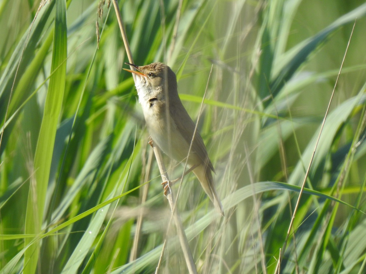 Common Reed Warbler - Cos van Wermeskerken