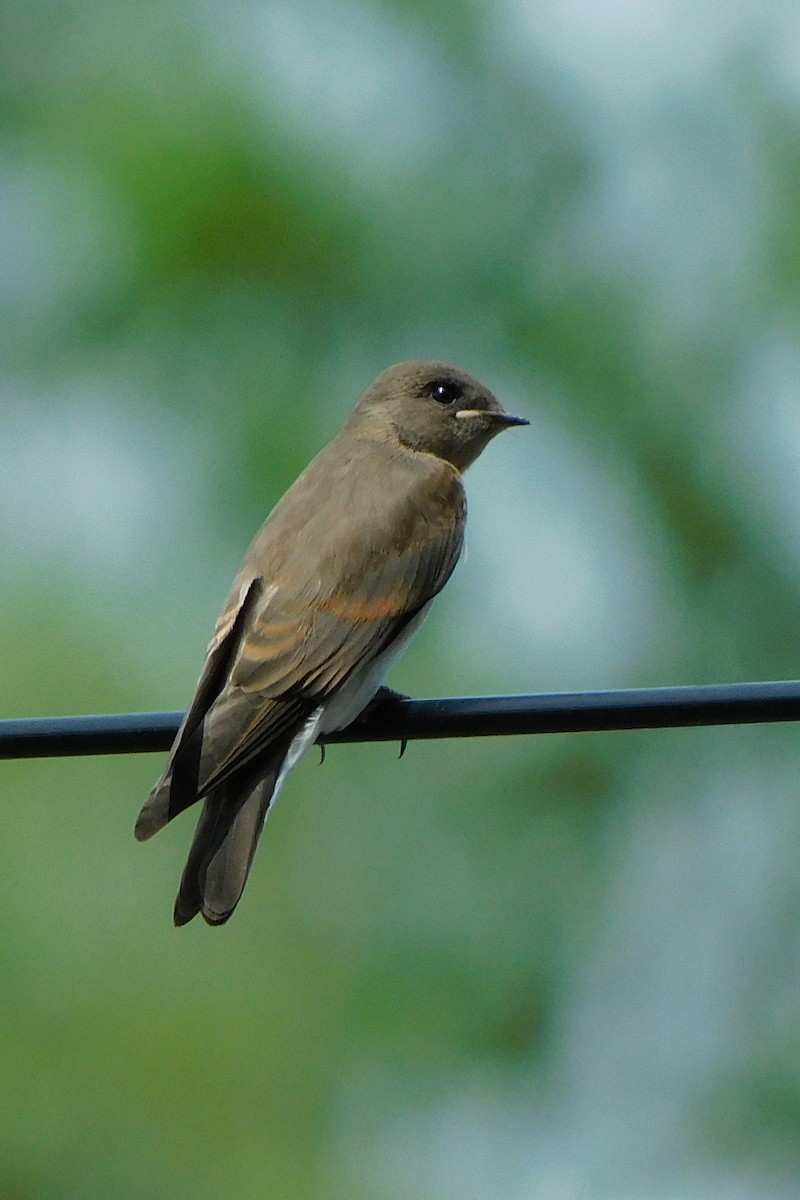 Northern Rough-winged Swallow - ML589598041