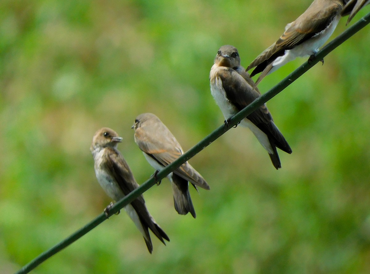 Northern Rough-winged Swallow - ML589598051