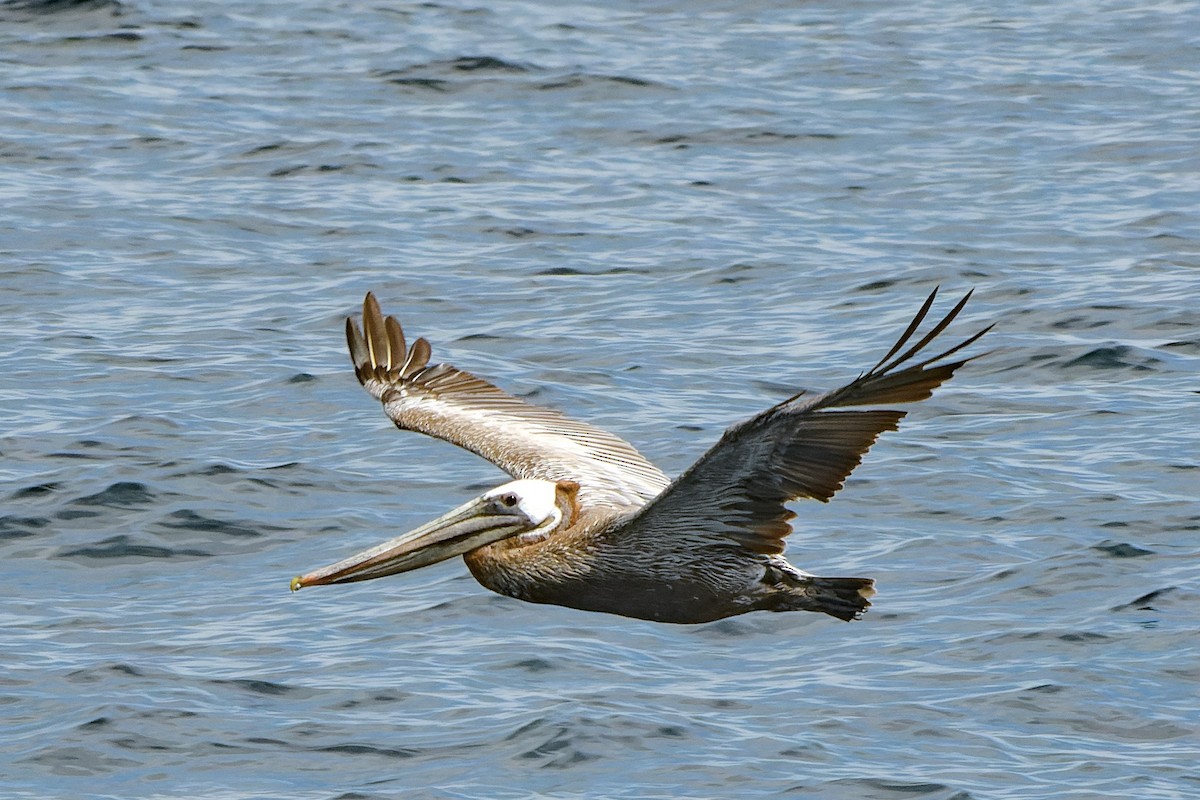 pelikán hnědý - ML589598381