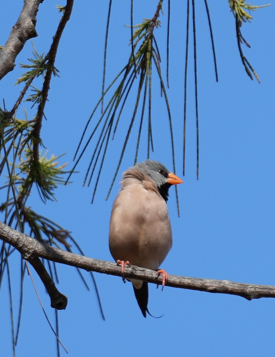 Long-tailed Finch - ML589598451