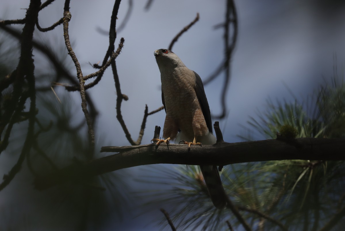 Cooper's Hawk - Andrew Thomas 🦅🪶